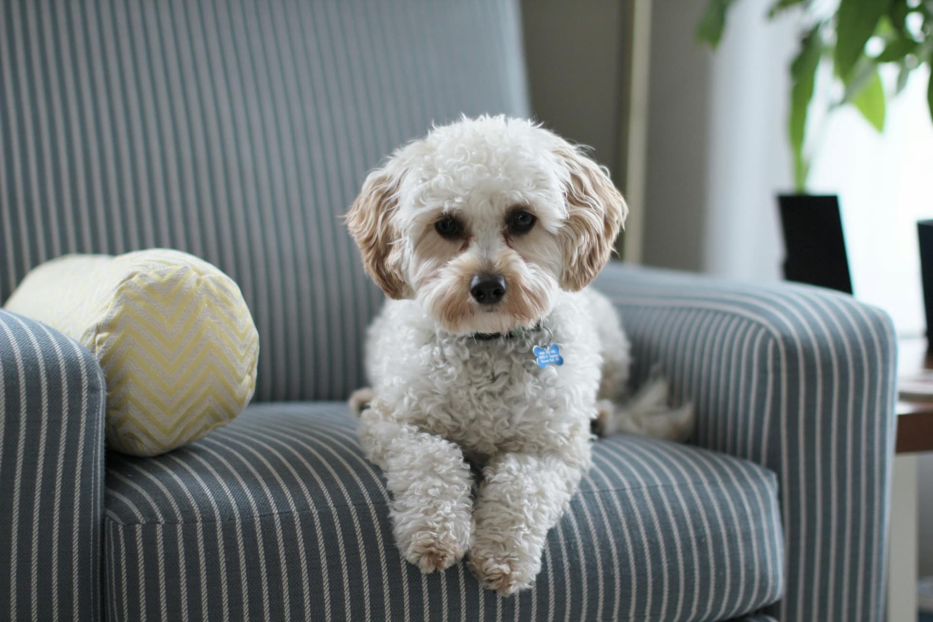 Pet-Friendly Picks: Top Vacation Rentals in Colorado Springs for Pet Owners